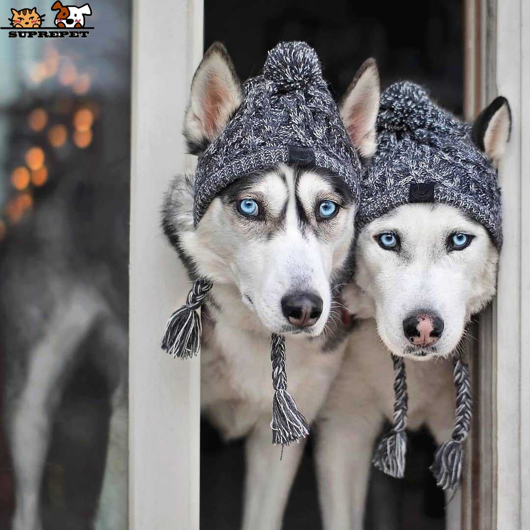 PoochPom - Polar Dog Pom Pom Hat